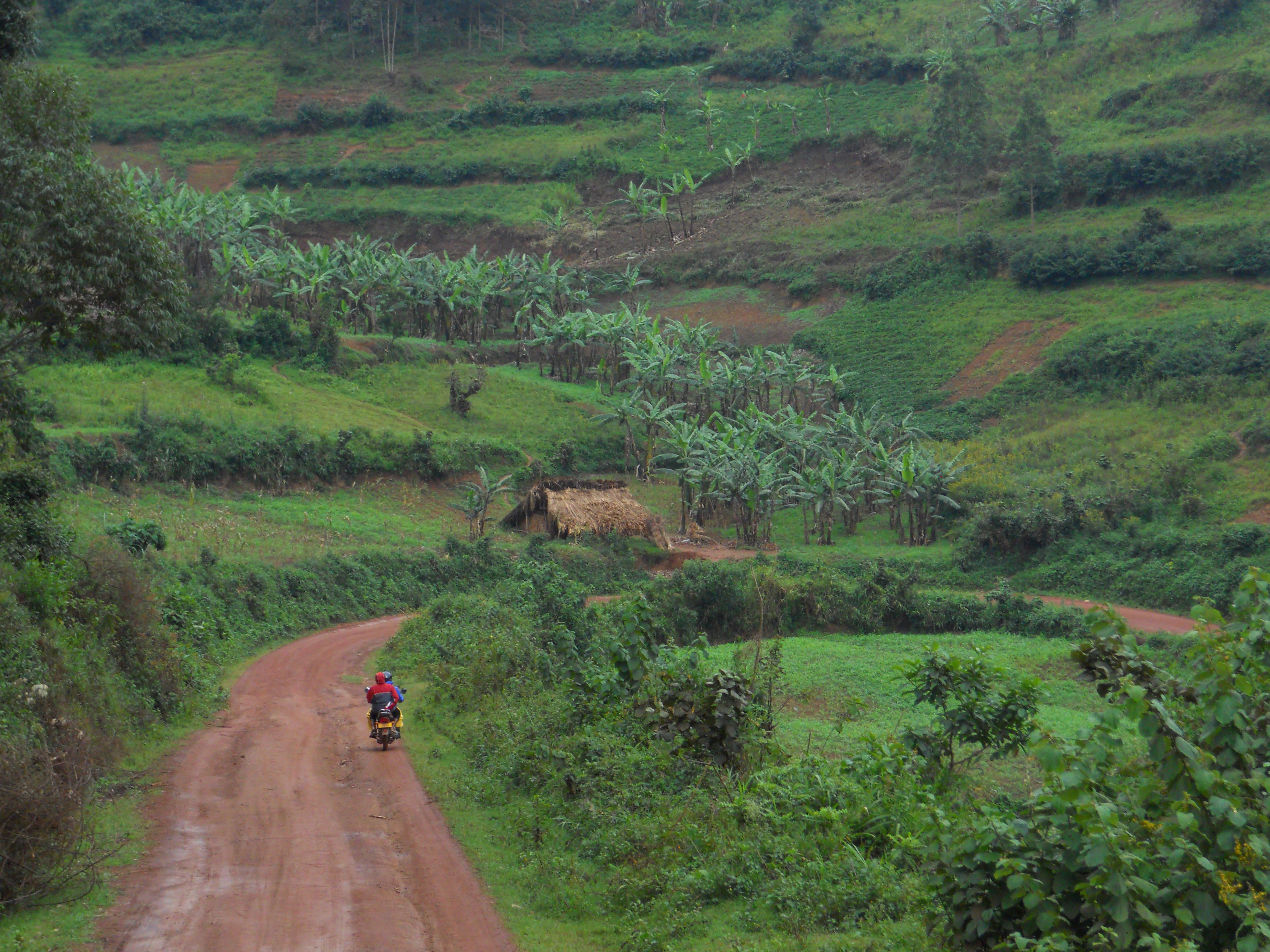 Road to the home of Gorillas